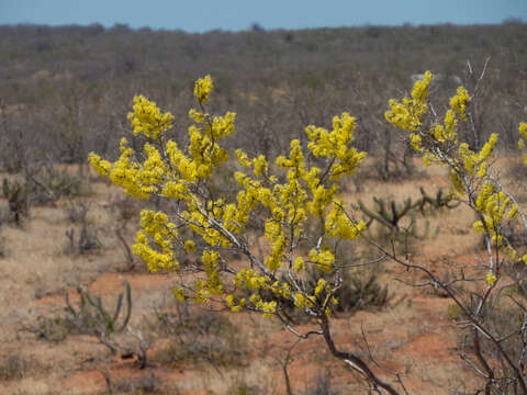 Image of Ptilochaeta