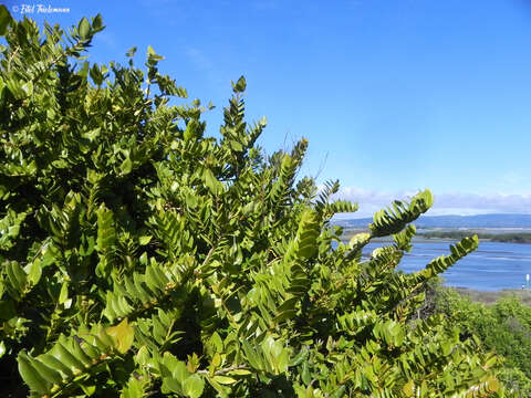 Image of Griselinia scandens (Ruiz & Pav.) Taub.