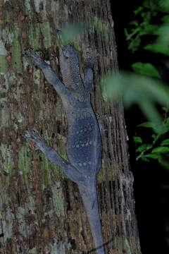 Image of Varanus rudicollis (Gray 1845)