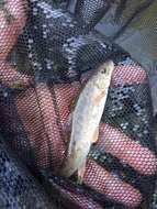 Image of Horse Barbel