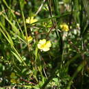 Image of Potentilla erecta subsp. erecta
