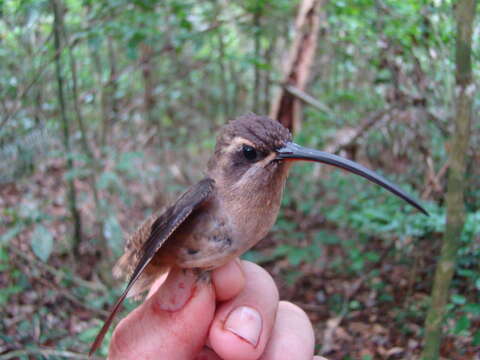 Image of Great-billed Hermit