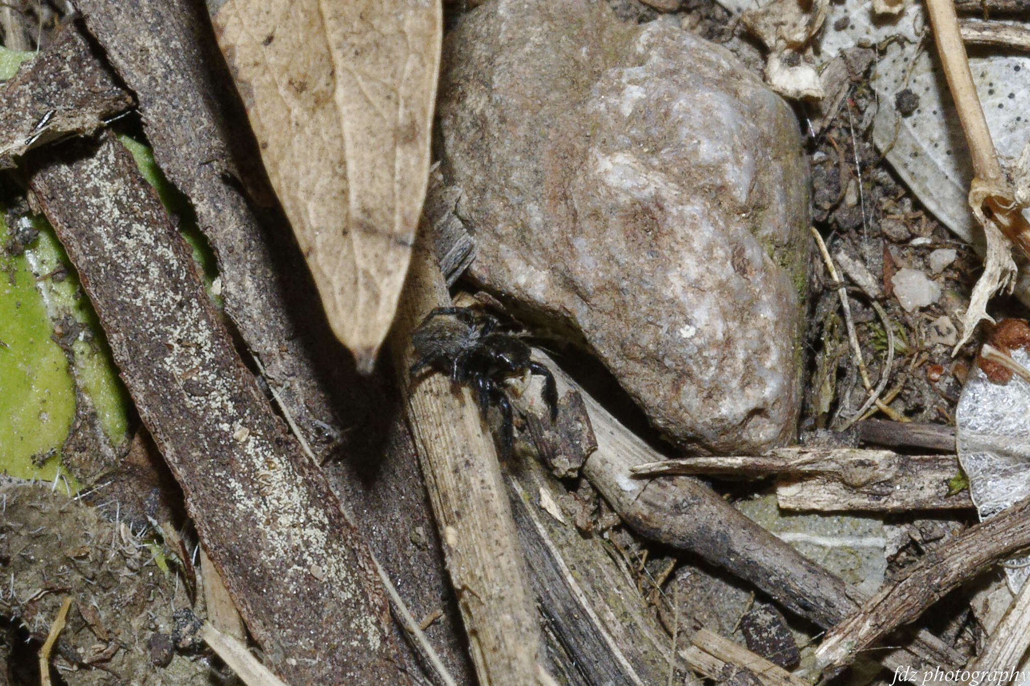 Image of Euophrys herbigrada (Simon 1871)