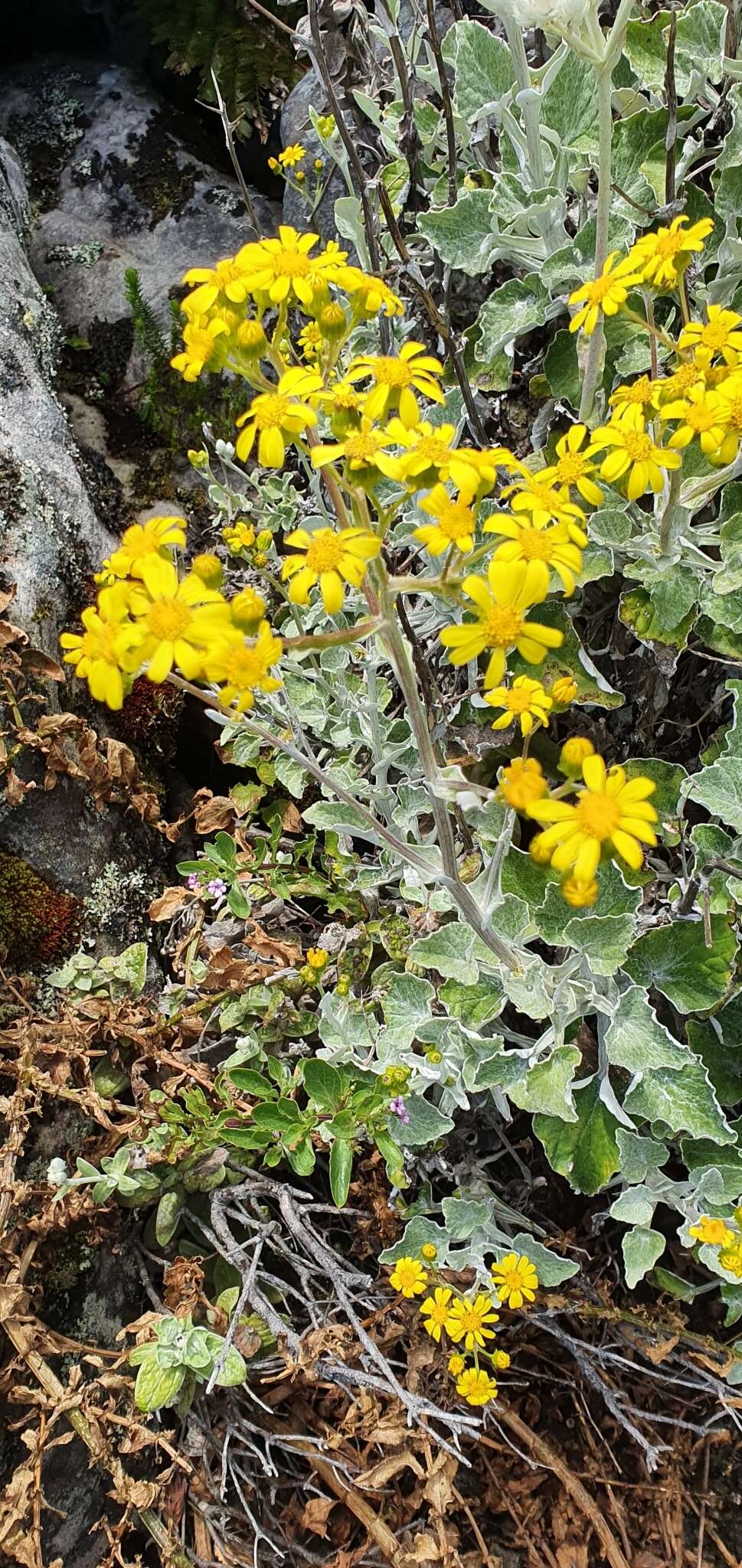 Image of Senecio verbascifolius Burm. fil.