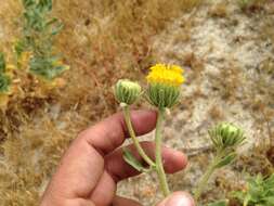 Plancia ëd Geraea viscida (A. Gray) Blake