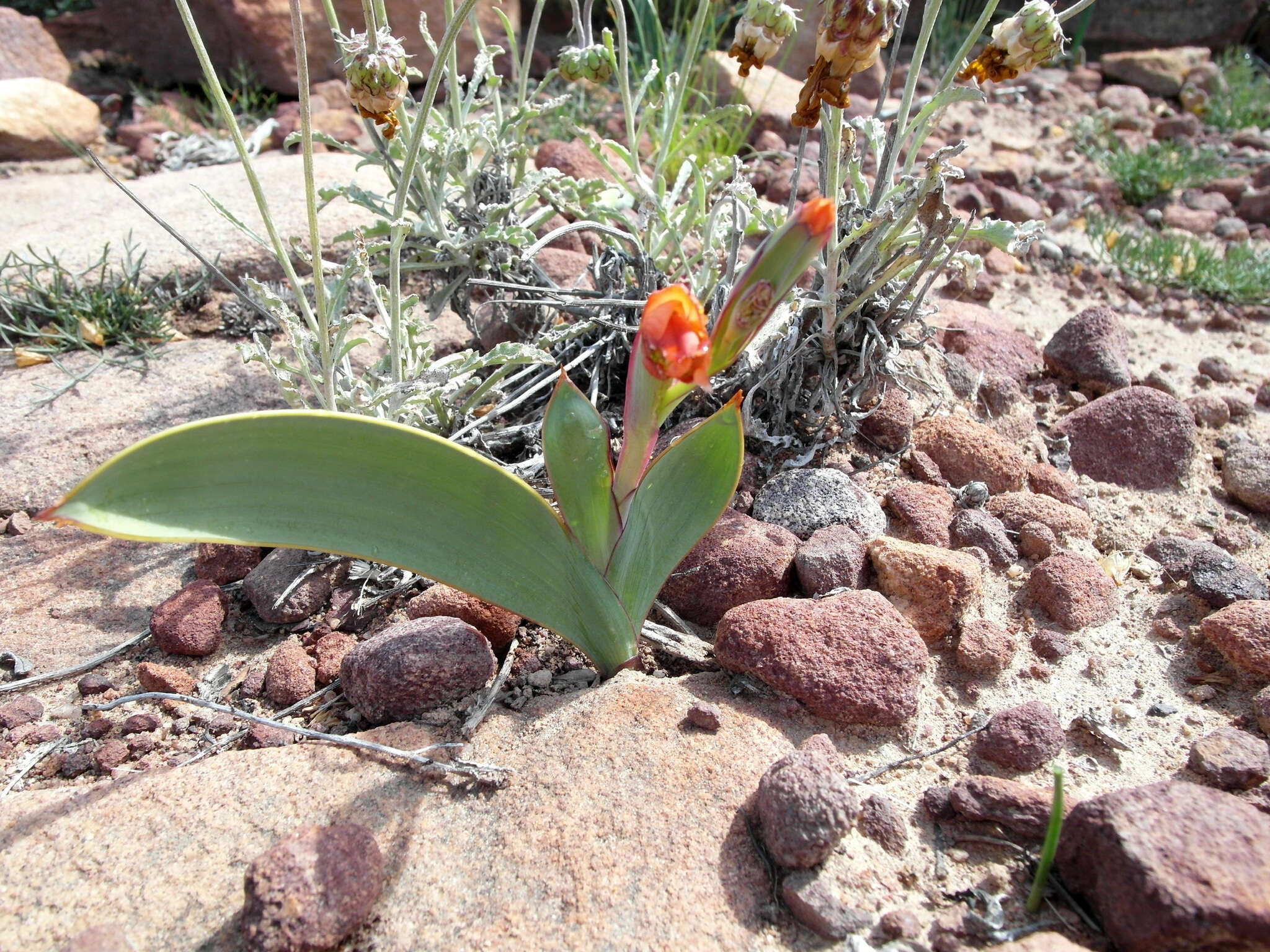 Image of Gladiolus equitans Thunb.