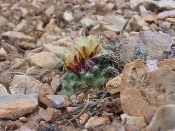 Image of Houserock Valley Cactus