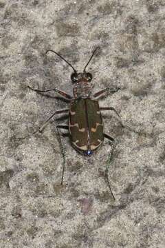 Imagem de Cicindela (Cicindela) repanda repanda Dejean 1825