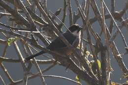 Image of Rusty-bellied Brush Finch