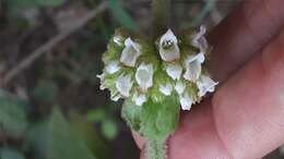 Image of Sideritis canariensis L.