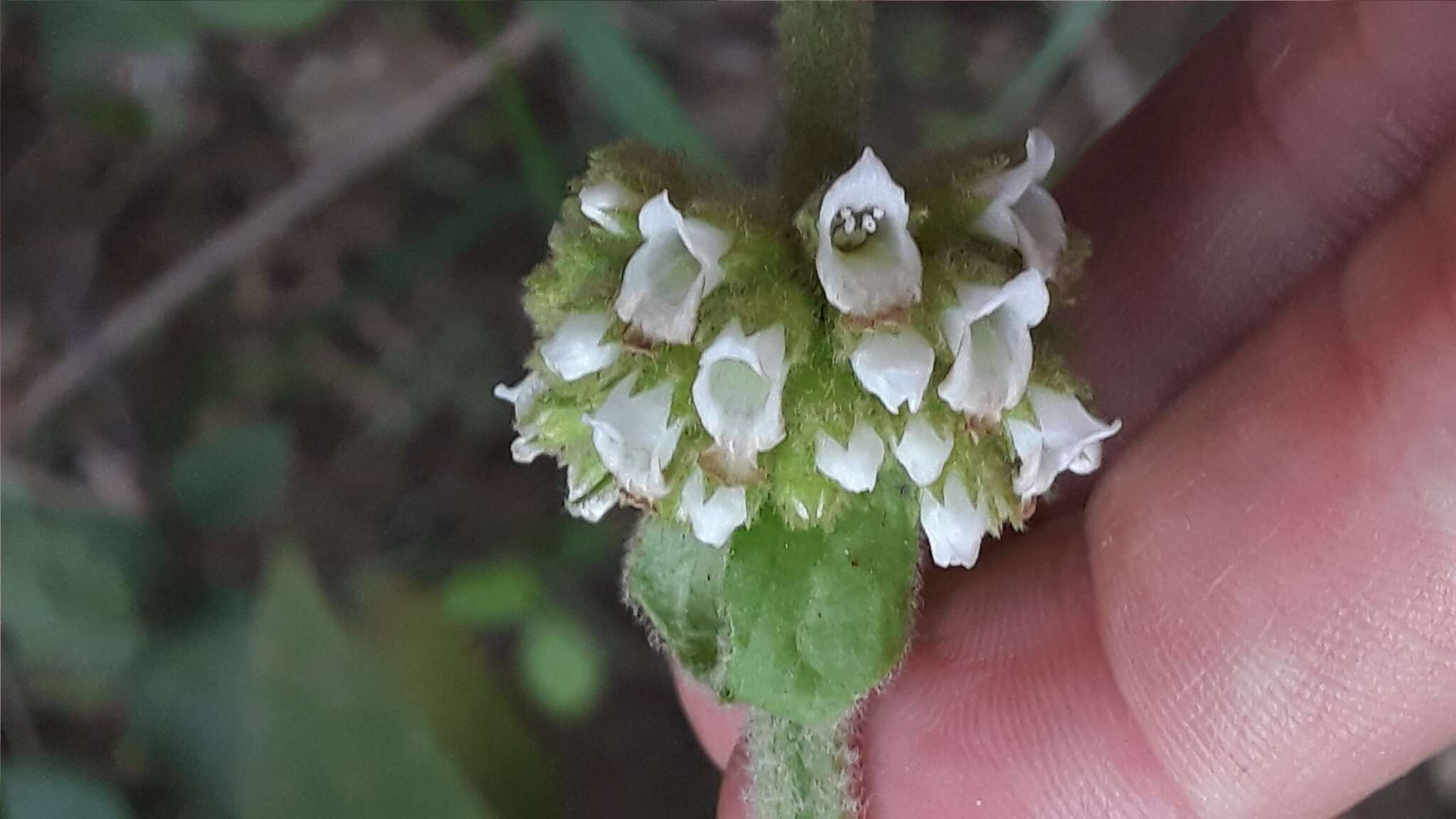 Image of Sideritis canariensis L.