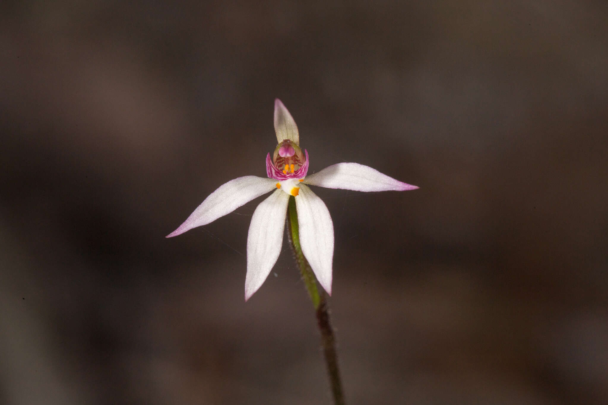 Image of Fairy orchid