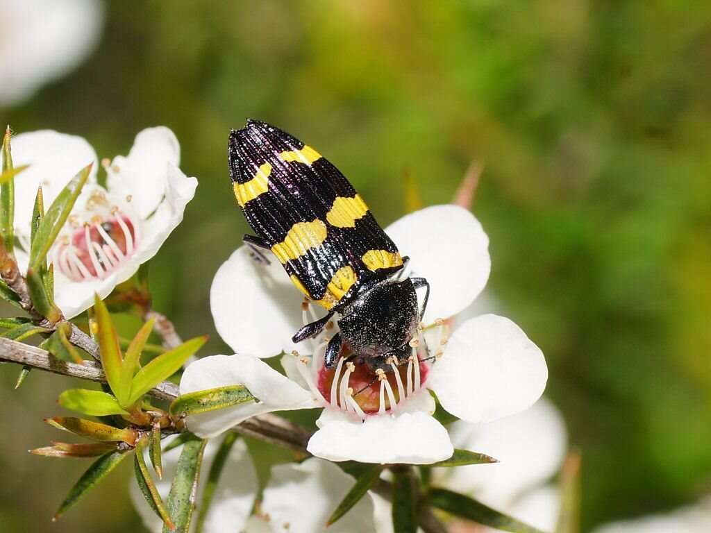 Image of Castiarina rectifasciata (Saunders 1868)