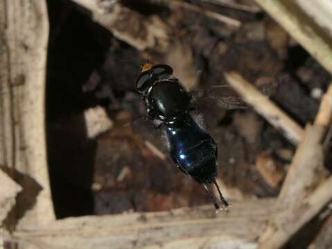 Слика од Sterphus coeruleus (Rondani 1863)