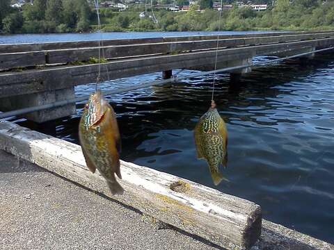 Image of Pumpkinseed