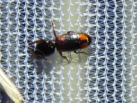 Sivun Clivina (Paraclivina) bipustulata (Fabricius 1798) kuva