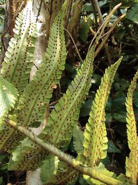 Image of Dryopteris atrata (Wall) Ching