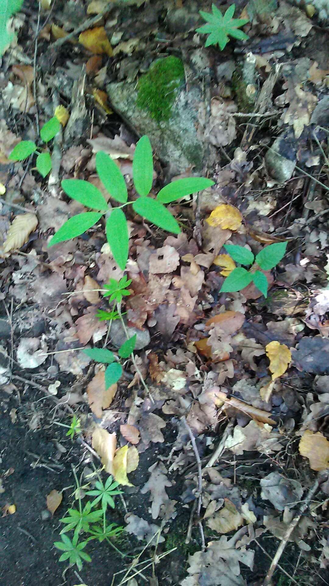 Image of Polygonatum orientale Desf.