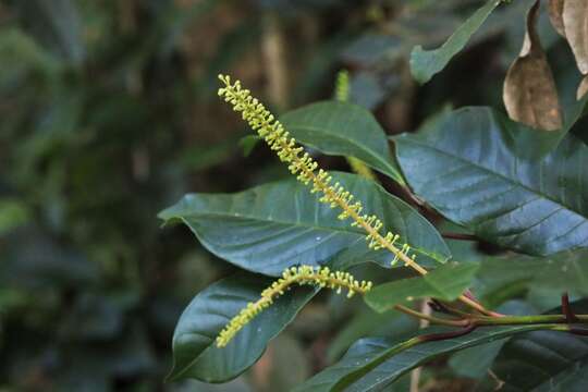 Image of Quintinia verdonii F. Müll.