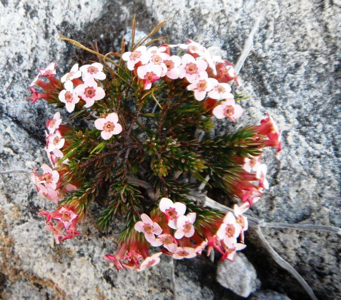 Image of Erica fastigiata var. fastigiata