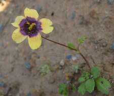 Image of Diascia decipiens K. E. Steiner