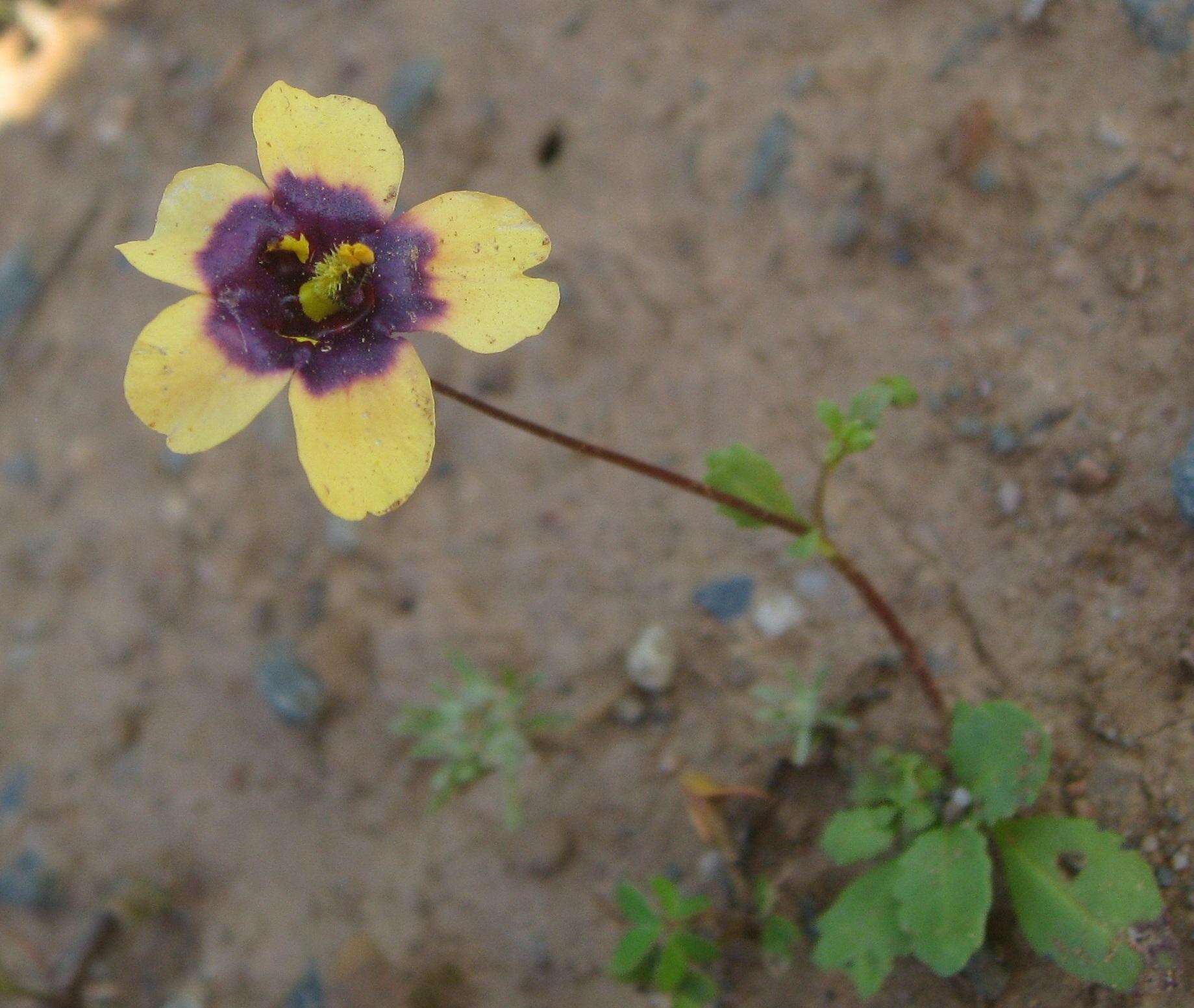 Image of Diascia decipiens K. E. Steiner