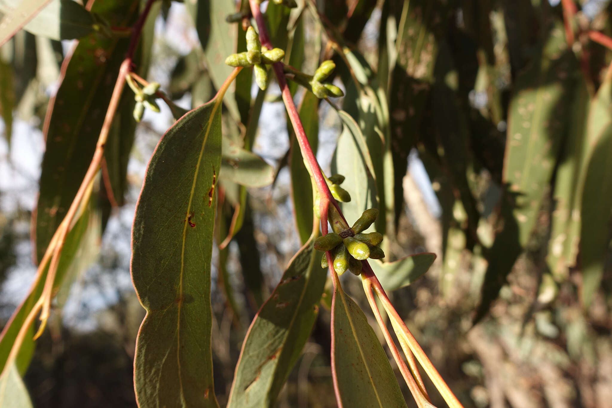 Image of Eucalyptus goniocalyx subsp. goniocalyx