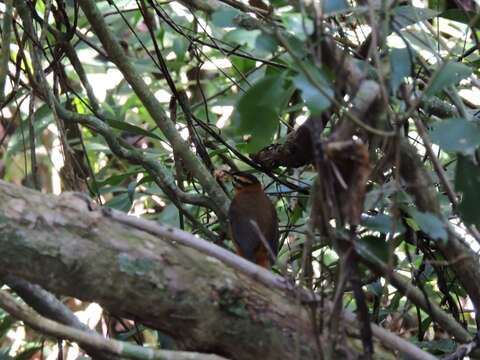 Image of Black-capped Foliage-gleaner