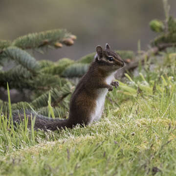 Image of Townsend’s Chipmunk