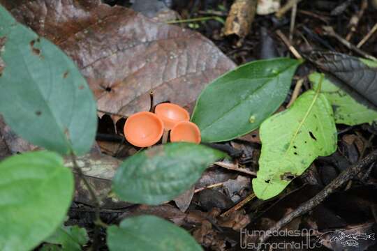 Image of Cookeina speciosa (Fr.) Dennis 1994