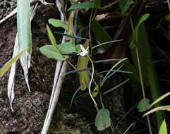 Image de Angraecum filicornu Thouars