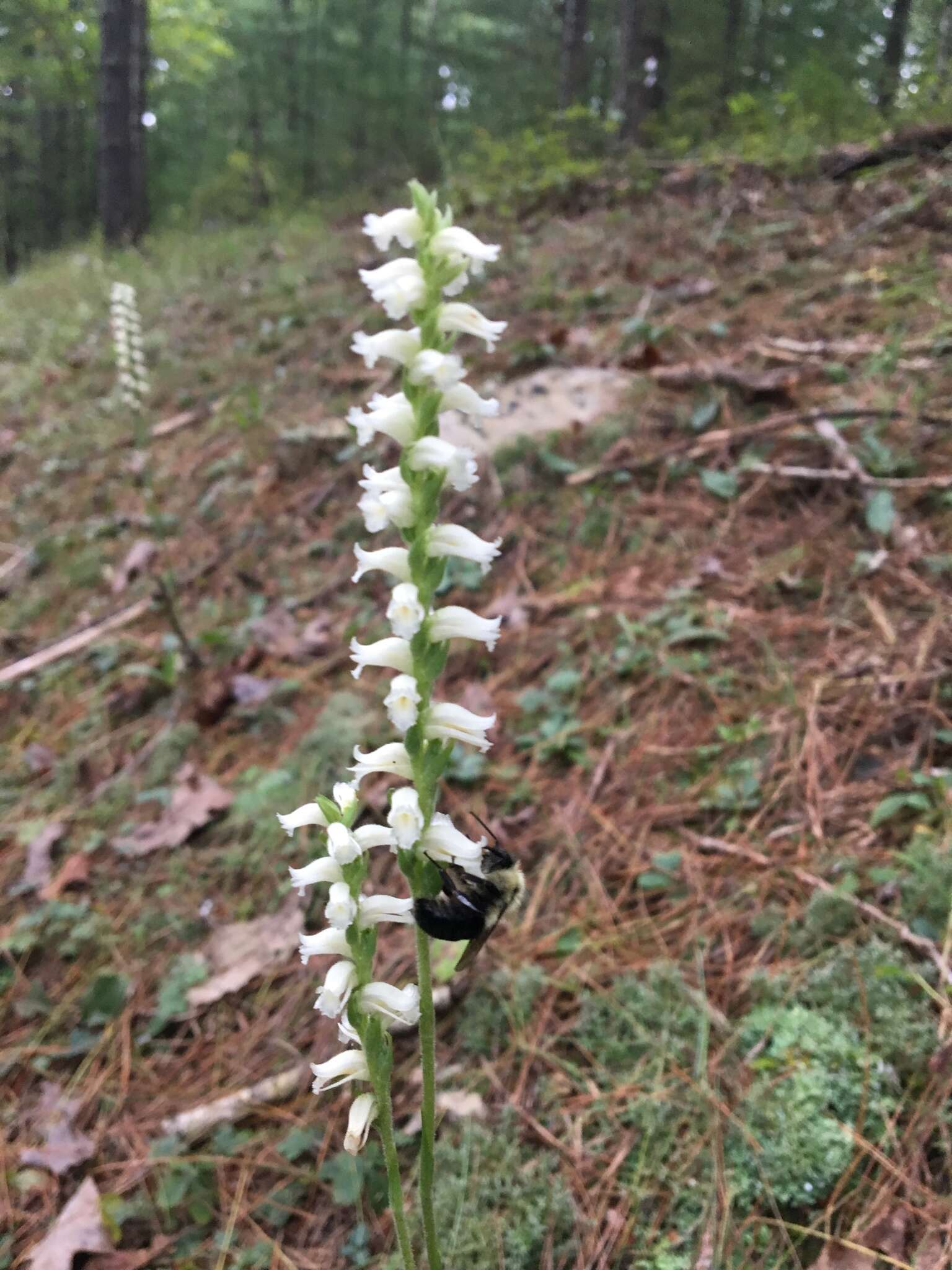 Image of Yellow nodding lady's tresses