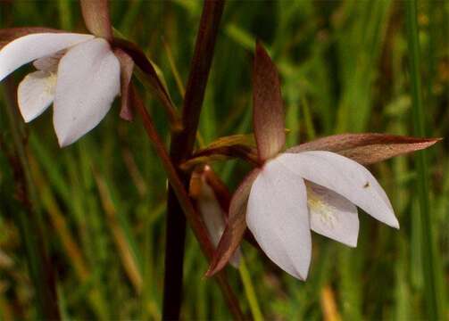 Sivun Eulophia ovalis var. ovalis kuva