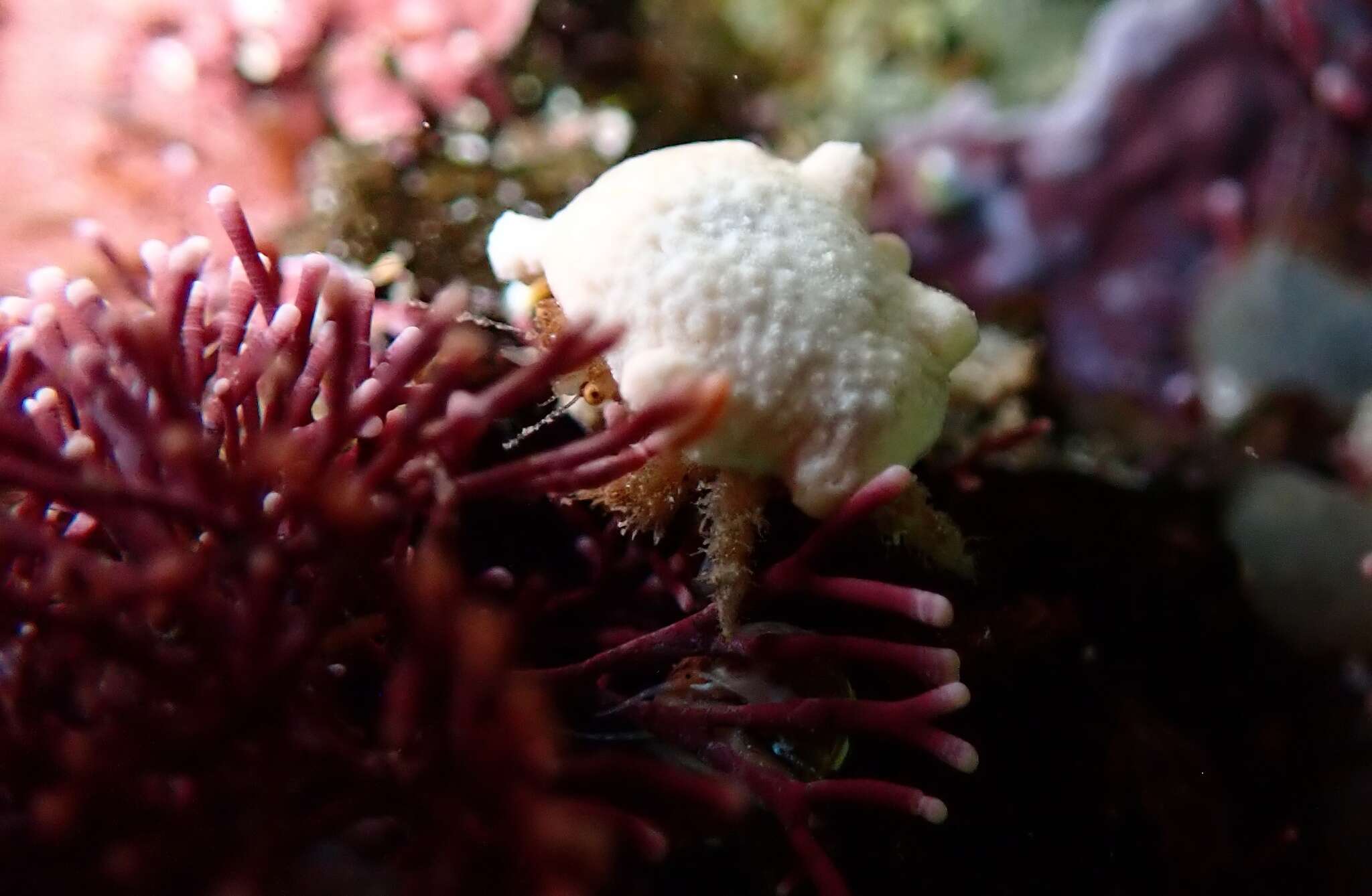 Image of Furred sponge crab