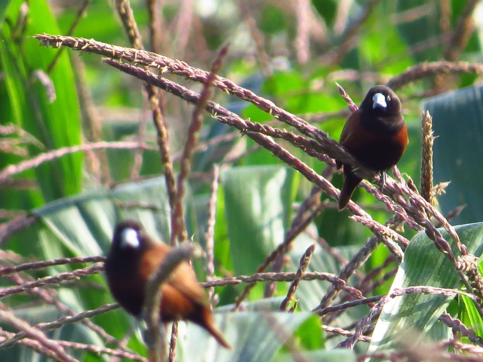 Sivun Lonchura atricapilla formosana (Swinhoe 1865) kuva