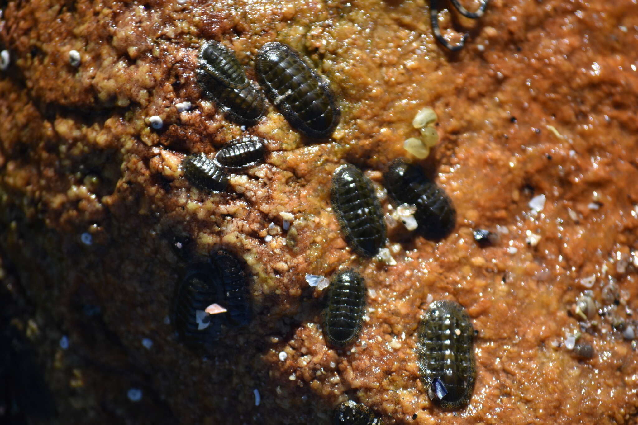 Image of Chiton virgulatus G. B. Sowerby II 1840