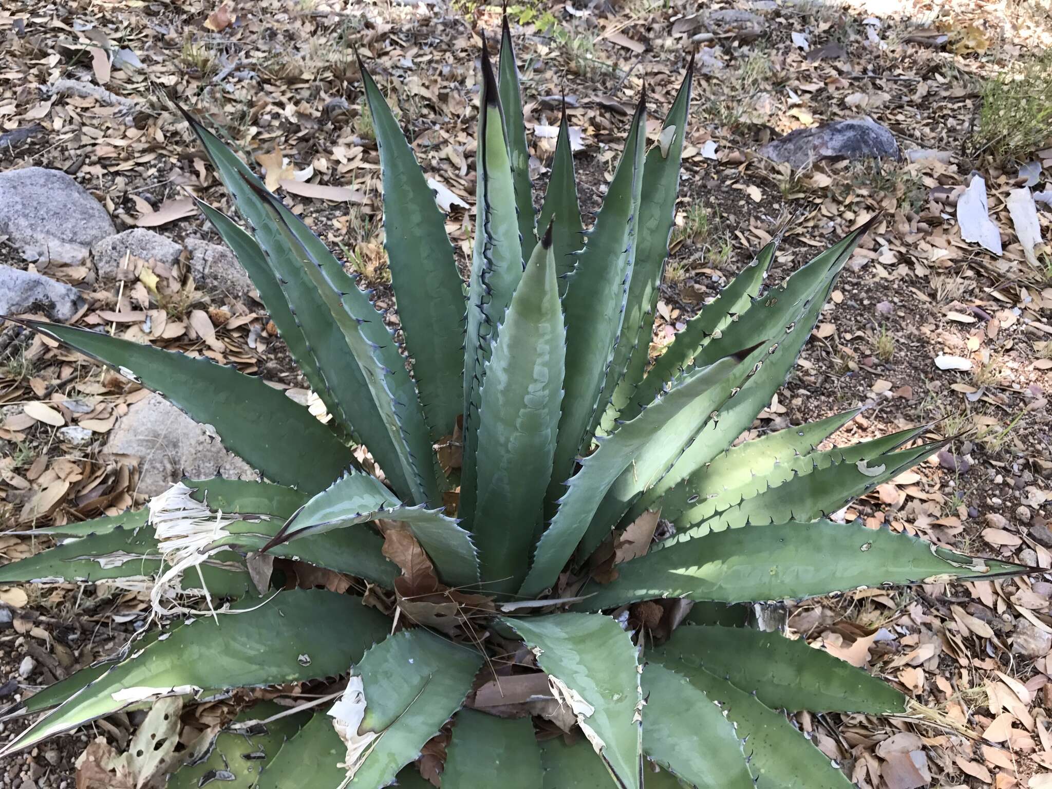 Image of Agave shrevei Gentry