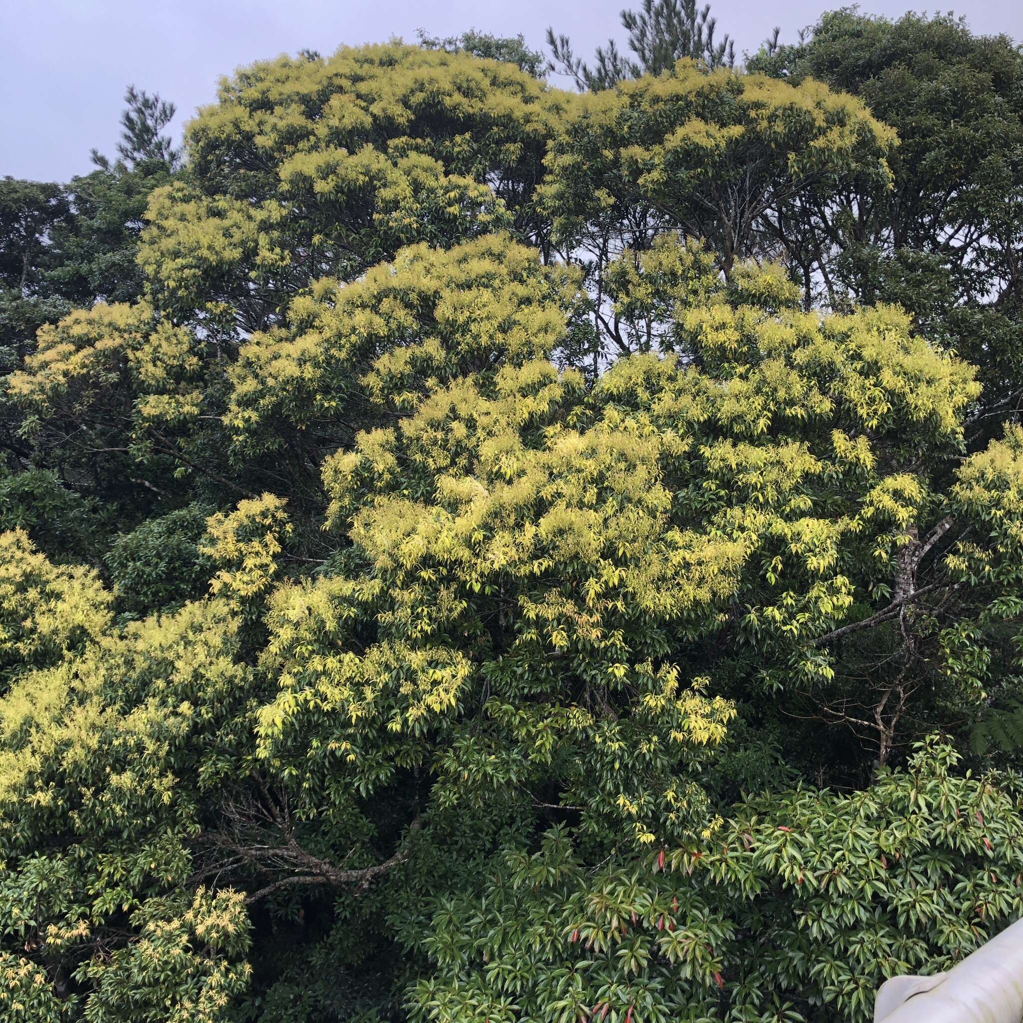 Image of Castanopsis sieboldii (Makino) Hatus.