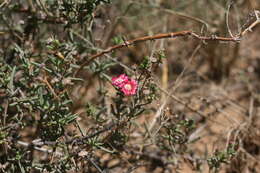 Image of Delosperma ornatulum N. E. Br. ex Stapf