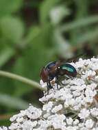 Image of Violet Bromeliad Fly