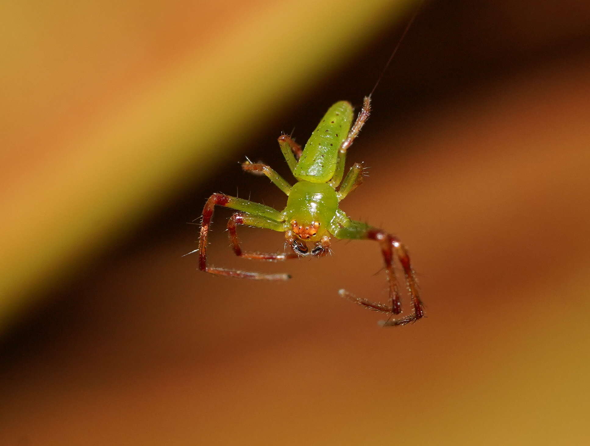 Sivun Cetratus rubropunctatus (Rainbow 1920) kuva