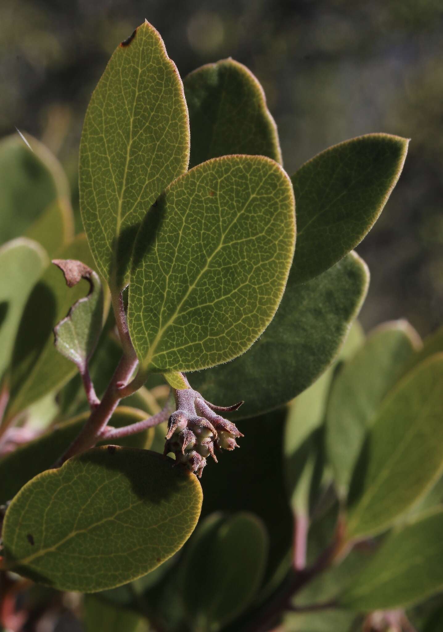 Image of manzanita