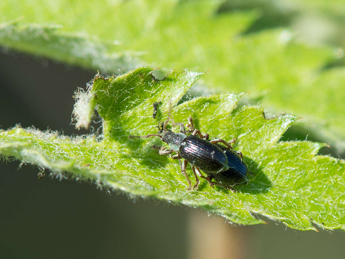 Plancia ëd Phyllobius (Parnemoicus) viridicollis (Fabricius 1792)