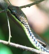 Image de Dendrelaphis kopsteini Vogel & Van Rooijen 2007