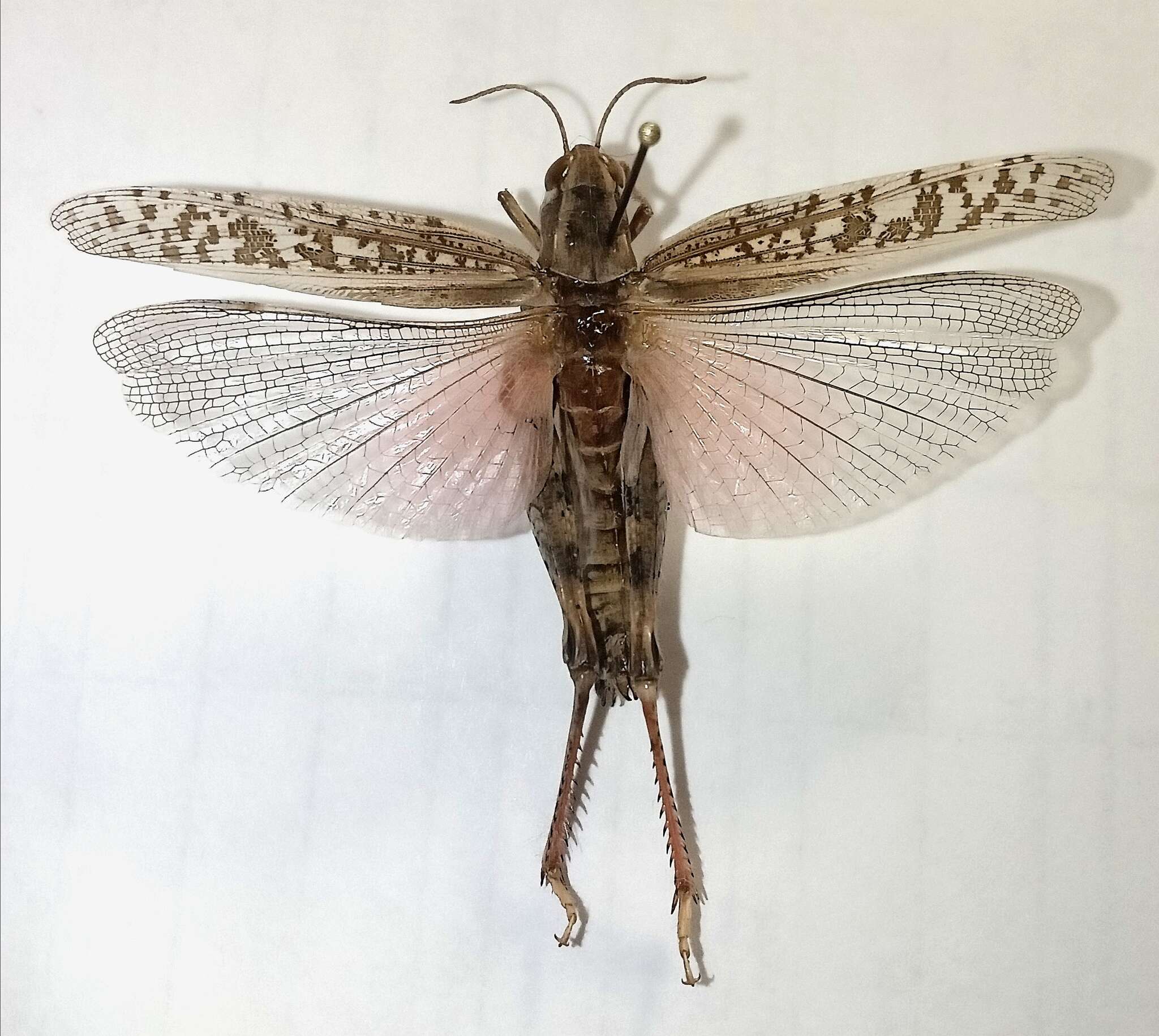 Image of Calliptamus italicus italicus (Linnaeus 1758)