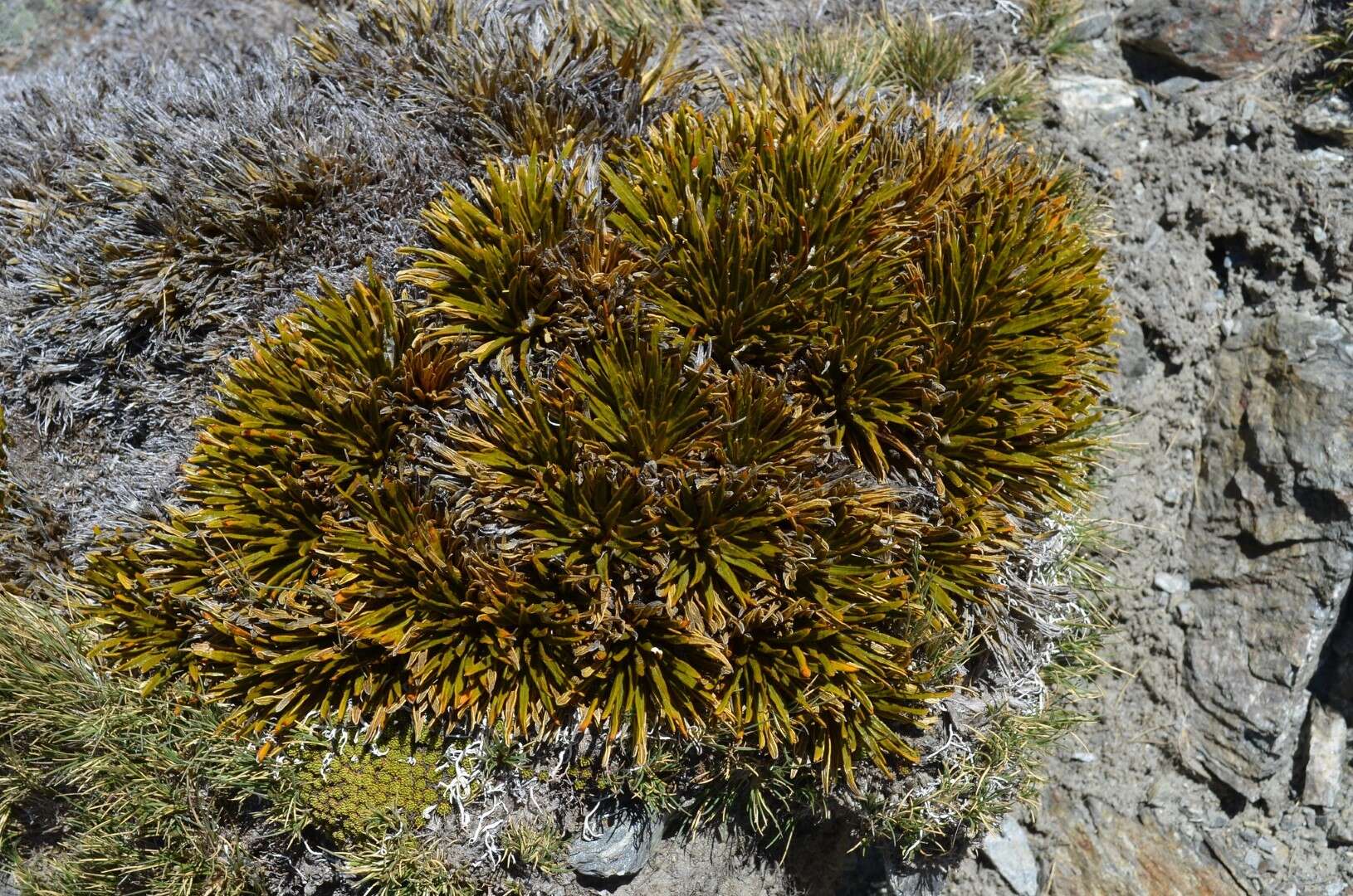 Image of Aciphylla simplex Petrie