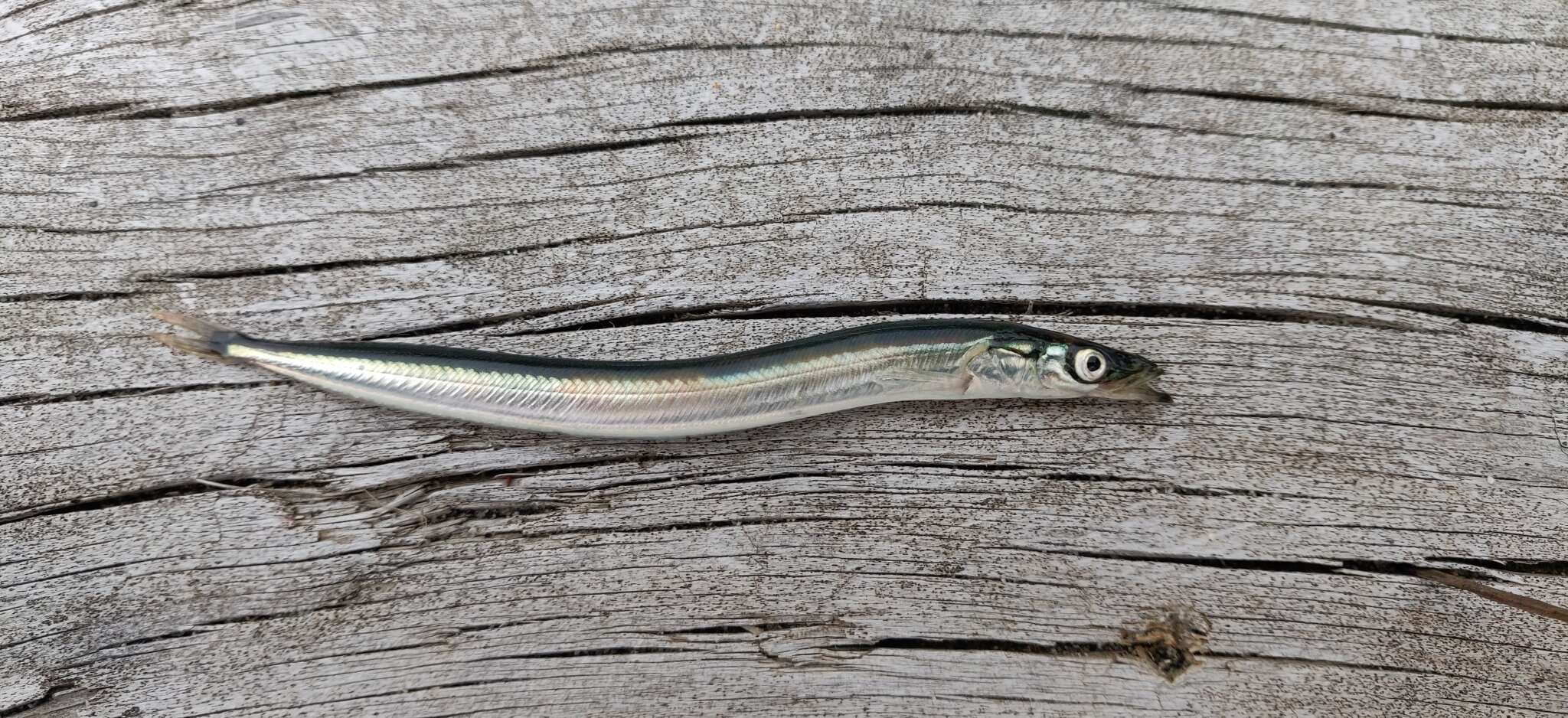 Image of Pacific sand lance