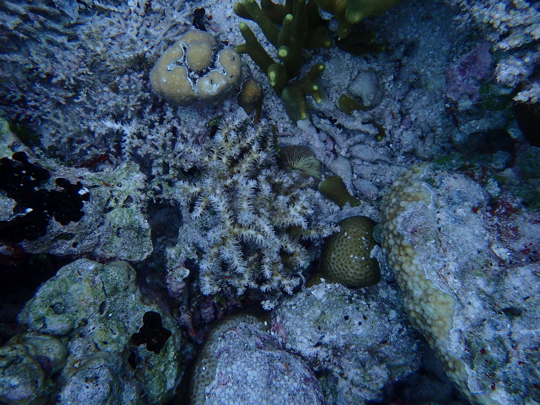 Image of Scalpel Coral