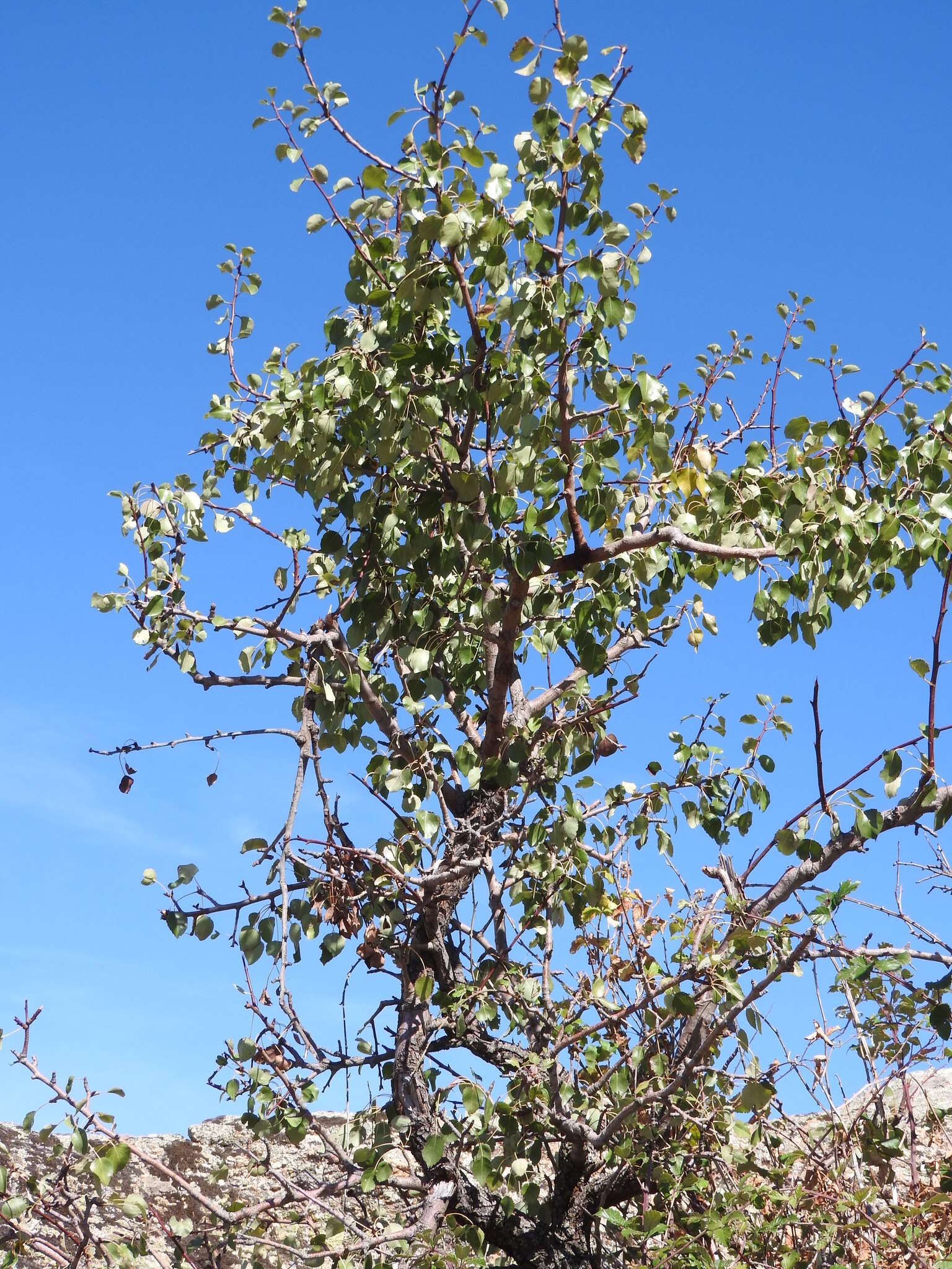 Plancia ëd Pyrus bourgaeana Decne