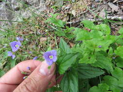 Image of Veronica ponae Gouan